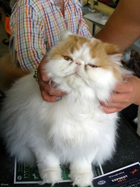 Синнэ Ёж фото №49