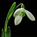 Фотография Яковлевой Елены