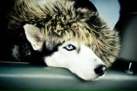 Фотография Горелов Виктор