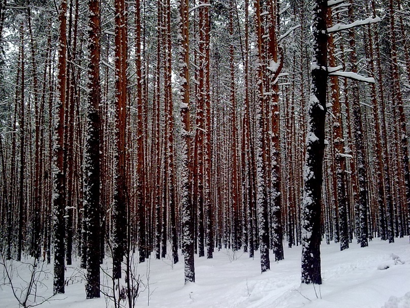 Макс Щеголев фотография #5