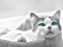 Іринк@ Рошко фотография #9 (источник - https://vk.com/id149559029)