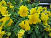 Фотография Добрынин Александр