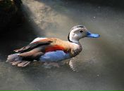 Фотография Высоцкой Анастасии