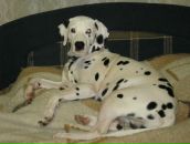 Антон Котов фотография #21 (источник - https://vk.com/id288997)