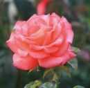 Фотография Радостевой Елены