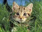 Алан Тысов фотография #7 (источник - https://vk.com/id40762789)