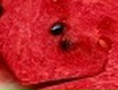 Наталія Оніщенко фотография #28 (источник - https://vk.com/id78820474)