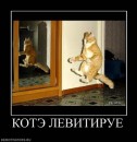 Котэ ^_^ фотография #11 (источник - https://vk.com/id79989265)