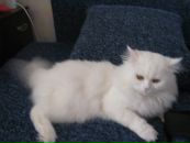 Сергій Нечипоренко фотография #19 (источник - https://vk.com/id133934279)