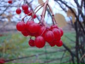 Фотография Бухараевой Лейсан