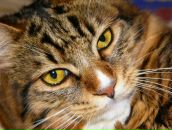 Фотография Solominskaia Nataliia