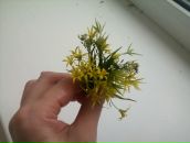 Фотография Панкратовой Анастасии