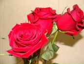 Фотография Мушниковой Марины