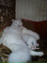 Сергій Кисельчук фотография #18 (источник - https://vk.com/id40415382)