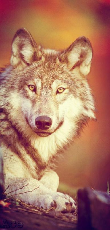 Ace Wolf фотография #2