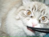 Фотография Свириденко Ильи