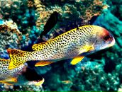 Фотография Емельянова Настасья