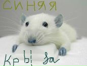 Фотография Карбышева Коли