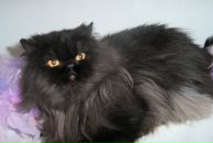 Дмитрий Иванов фотография #2 (источник - https://vk.com/id788150)