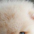 Надя Бабійчук фотография #25 (источник - https://vk.com/id147804112)