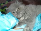 Віталій Колибчук фотография #23 (источник - https://vk.com/id132292333)