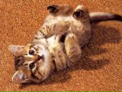 Фотография Меньшиковой Ольги