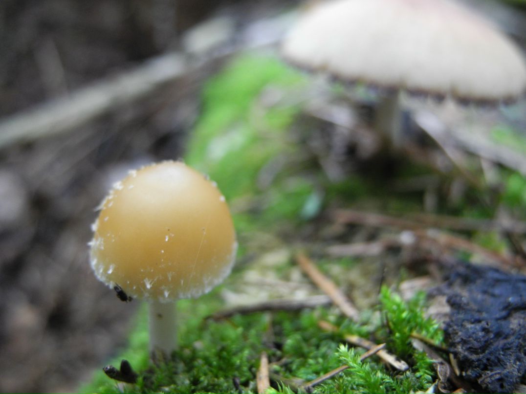 Сергей Мерчев фотография #47