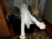 Фотография Чеченина Ильи