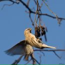 Маривана _______ фотография #1