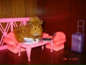 Фотография Шевченко Елены