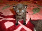 Фотография Котовой Александры