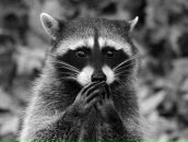 Фотография Суховей Алины