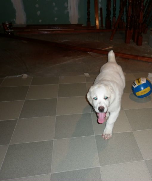 Maestro Don фото №11