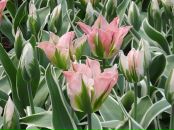 Фотография Забелиной Нины