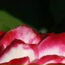 Екатерина Бояринова фотография #28 (источник - https://vk.com/id2134049)