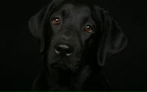 Фотография Ковалёвой Светланы