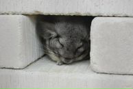 Фотография Беленицкой Полины