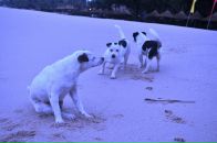 Anton Vorobyev фотография #19 (источник - https://vk.com/id428673)