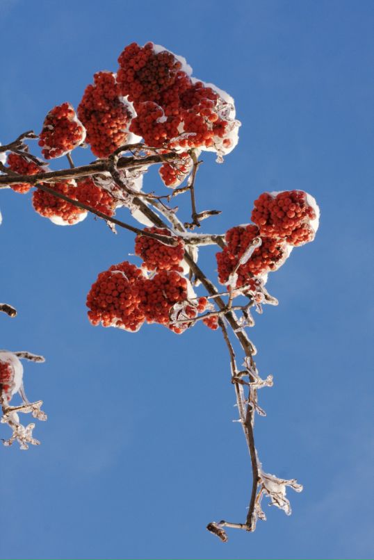 Asyaa Mi фотография #46