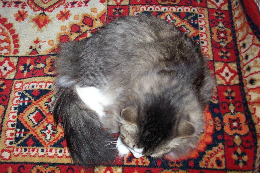 Елена Бедненко фото №14