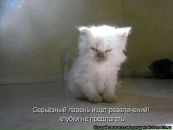 Фотография Соколова Бориса