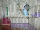 Василї Стеліпаний фотография #1