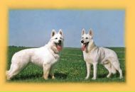 Ярик Сусляк фотография #16 (источник - https://vk.com/id6677792)