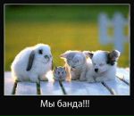 Софійка Котик фотография #18 (источник - https://vk.com/id172196128)