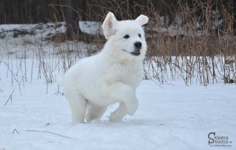 Sandra Kaleja фотография #11