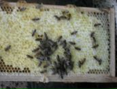 Марія Манко фотография #40 (источник - https://vk.com/id21332115)