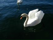 Фотография Алешиной Татьяны