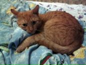 Виктор Плотников фотография #45 (источник - https://vk.com/id249018)