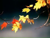 Ірина Бурковська фотография #2 (источник - https://vk.com/id9199425)