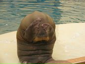 Фотография Немировой Анастасии